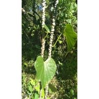 ราคา บอระเพ็ด ก้านบอระเพ็ดสด บอระเพ็ดตัดสดๆตามออเดอร์ แพ็คละ 100 กรัม (6666254437)