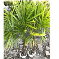 ราคา ต้นจั๋ง ไม้ฟอกอากาศ มี 4-5 ต้นต่อกอ (สูง 1 ม. - 2 ม.) (3839066425)