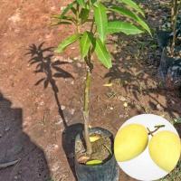 ราคา ต้น มะม่วงพันธุ์ขายตึก #คัดสวยๆ(พร้อมส่ง‼️) (28157027390)