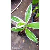 ราคา เอื้องหมายนาด่าง ไม้ด่างที่น่าสะสม (2981424139)