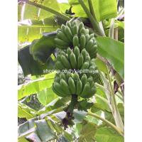 ราคา หน่อกล้วยนางพญา, กล้วยเกาะหมาก, กล้วยนาพญา, กล้วยกอกหมาก (4652078570)