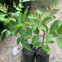 ราคา ต้นมะตูมแขกหรือมะตูมซาอุ (28568134857)