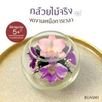 ราคา ดอกกล้วยไม้จริง 100% ในโหลแก้ว | มีอายุนาน 5 ปี ขึ้นไป ⬆️ ( กล้วยไม้ 5 ดอก ทรงกลมมาตรฐาน ) ดอกไม้หิ้งพระ บัวสิริมงคล (28181750242)
