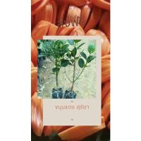 ราคา ขนุนแดงสุริยา(ทาบกิ่ง) (17883539783)