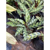 ราคา คล้ากาเหว่าลาย ไม้ร่มรำไร (11100739234)