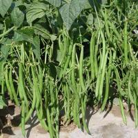 ราคา Green French Beans Seeds - 100% งอกง่าย 10เมล็ด เมล็ดถั่วเลนทิลสำหรับการปลูกเมล็ดพืชถั่วเขียว ตั้งค่าโครงการ (45351667074)