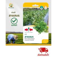 ราคา เมล็ดพันธุ์ผักชี “สายสมร”ศรแดง (40276044465)