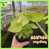 ราคา ต้นออมทอง กระดูกสีชมพู 5แถม1 syngonium hybrid ต้นออมเงิน ต้นออมเงินออมทอง (13533519495)