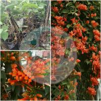 ราคา ต้นพวงแสดไม้เลื้อย(ขนาด70ซม.) (6067900278)