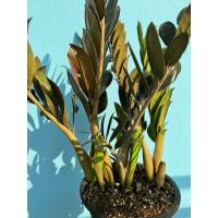 ราคา กวักมรกตดำด่าง เขียว สวยลุ้นกวักดำด่าง (22279215980)