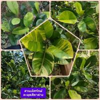 ราคา ต้นละมุดสีดาด่าง ไม้ผลด่างสวยงามผลทานได้ ขนาดต้นตามภาพ (28676244693)