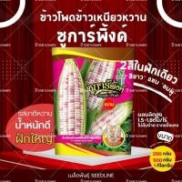 ราคา เมล็ดข้าวโพดข้าวเหนียวหวาน ซูก้าร์พิ้งค์ เมล็ด 2สี ขาว-ชมพู ข้าวโพดทับทิม ข้าวโพดสีชมพู ตราซีดไลน์ (54701031277)