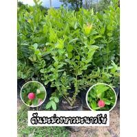 ราคา ต้นมะม่วงหาวมะนาวโห่ สูง20-30ซม. รสเปรี้ยว (23504315808)