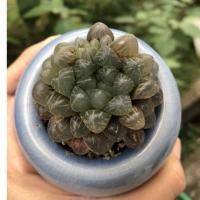 ราคา ฮาโวเทียหยดน้ำญี่ปุ่นแท้ หยดน้ำใสใส สีซึมด่างดำแดง พืชอวบน้ำ (Haworthia cooperi) (3890432970)