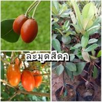 ราคา ต้นละมุดสีดา หรือละมุดไทย (28258069591)