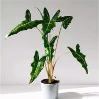 ราคา ว่านพญาจงอาง ว่านกันภัย ว่านคุ้มภัย ว่านกันงู ไม้ประดับ ไม้ฟอกอากาศ ไม้คาเฟ่ ยอดฮิต สวยงาม (18508101881)