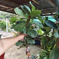 ราคา ต้นไทรใบสัก กิ่งตอนไทรใบสัก ต้นไม้ ไม้ฟอกอากาศ ไม้ประดับ สินค้าพร้อมส่ง (28979095532)