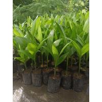 ราคา ต้นหมากเตี้ย/หมากเคี้ยวแท้ 100%2 ถุง 149 บาท (20111032443)