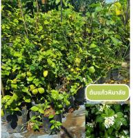 ราคา ต้นแก้วหิมาลัย ต้นดอกแก้ว ดอกหอม✨️ เสียหายจากขนส่งเคลมฟรี (52901645443)