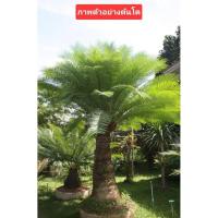 ราคา ต้นปรงเขาชะเมา,ปรงชะเมา,มะพร้าวสีดาแบบชุด2ต้นขนาด40-50ซม. (40105376846)
