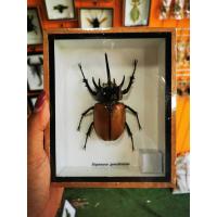 ราคา แมลงสต๊าฟ ผีเสื้อสต๊าฟ งานไอเดีย แมลงเพื่อการศึกษา กรอบไม้ กล่องแมลง ของแต่งบ้าน ของสะสม ผลิตและจัดจำหน่าย พร้อมส่ง (20590694992)
