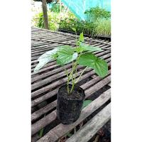 ราคา ต้นพันธุ์ ชมจันทร์ ดอกชมจันทร์ ถุงดำ 29 บาท พร้อมปลูก ชมจันทร์ หรือ ดอกพระจันทร์ (41851388410)