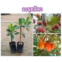 ราคา ต้นละมุดสีดา หวาน หอม เนื้อเยอะ เมล็ดน้อย ปลูกง่าย ผลดกทุกปี (27288630271)