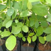 ราคา ต้นกล้าเพาะเมล็ดดอกอัญชัน (41914954712)