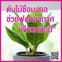 ราคา ต้นไม้ฟอกอากาศ อโกลนีมาเขียวหมื่นปี ต้นไม้ประดับ ต้นไม้จัดสวน ต้นไม้มงคล (4529051646)