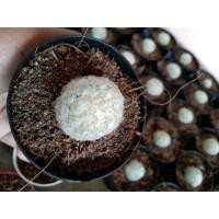 ราคา แมมขนขกขาวขนแน่นๆไม้ชำหน่อ (5749661598)