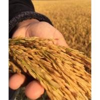 ราคา เมล็ดพันธุ์ข้าวหอมนาคา (ใหม่) พันธุ์ข้าวเหนียวหอมนาคา ข้าวเหนียวสะเทิ้นน้ำสะเทิ้นบก (7382846925)