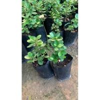 ราคา ต้นช้อนเงินช้อนทอง ไม้มงคลเสริมสิริมงคล (29160446668)