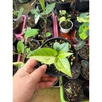 ราคา โชคเก้าชั้นด่าง ต้นเล็ก (43968878586)