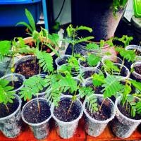 ราคา มะขามเพาะเมล็ด(ตัดแต่งรากใช้ทำบอนไซ) (3934803455)