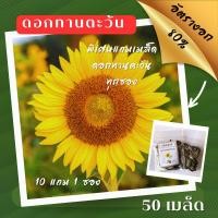 ราคา [ขายดี]เมล็ดพันธ์ุ ดอกทานตะวันดอกใหญ่ 50 เมล็ด ทานตะวัน ✅ราคาถูกปลูกง่าย ดอกสวยมากซื้อ10แถม1 คละได้ (4118280759)