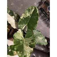 ราคา บอนกระดาดด่าง บอนกระดาดด่างขาวไซส์ตั้งแม่พันธุ์ด่างลายเทพ (8083293178)