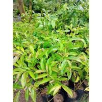 ราคา ต้นมันปูต้นสูง 50-60ซม. (44018087789)