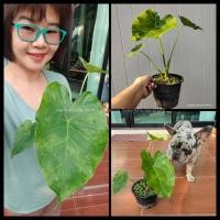 ราคา (1 ต้น) บอนหูช้างด่างเหลือง บอนหูช้าง ด่างเหลือง บอน หูช้างด่างเหลือง ไม้ด่าง alocasia gageana variegated plants m24 (12199586244)