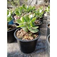 ราคา ต้นใบเงินใหญ่/มันนี่/ดูดเงิน ต้นคลาสซูล่า ต้นไม้ขนาดเล็ก กระถาง 3และ4 นิ้ว (ช่วยฟอกอากาศ) (12760388381)