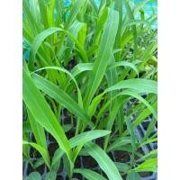 ราคา ต้นกล้าข้าวโพดหวาน สีขาว“เพียว ไวท์ ฮอกไกโด” ทานสุกได้ ทานสดได้ หวานกรอบ ต้นกล้า 15 บาท (20577649612)