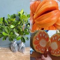 ราคา ต้นขนุนแดงสุริยา กิ่งทาบ ขนาดต้น 60-70 ซม. (จัดชุด 2 ต้น ) (24763770291)