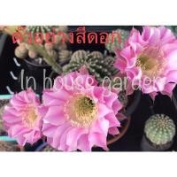 ราคา Echinopsis Hybrid Angel เอไคนอฟซิส/อิชินอฟซิส ไฮบริด แองเจิ้ล (9582833317)