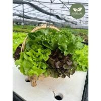 ราคา กระเช้าผักสลัด กระเช้าเพื่อสุขภาพ กระเช้าหวายแท้ จัดส่งทุกวัน ผักสลัด ผักไฮโดรโปนิกส์ (51950903844)