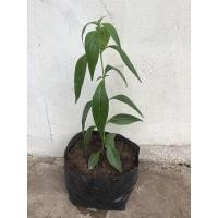 ราคา ต้นฟ้าทะลายโจรของแท้ พร้อมปลูก (20 -30 ซม.) (5395572683)