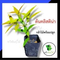 ราคา ต้นคริสติน่า ไม้พร้อมปลูก ต้น คริสติน่า คลิสติน่า ตรงปก ไม้ประดับ น่าปลูก ต้นไม้ตายระหว่างขนส่ง เคลมฟรี Tawee Pantmai (6369545770)