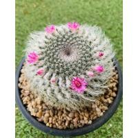 ราคา พร้อมส่งแมมฮาเนียน่าขนปุยซุปเปอร์ ติดดอกสีชมพูขีดสวยรอบๆต้นมงลงไม้เมล็ด ขนาดใหญ่แม่พันธุ์ (22417933310)