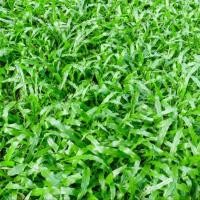ราคา 2000 เมล็ด หญ้า หญ้าสนาม หญ้าประดับสวน Grass Seeds สายพันธุ์ หญ้านวลน้อย Manila Grass (43822655240)