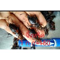 ราคา จิ้งหรีดไข่จิ้งโกรงแมงสะดิ้งดักแด้ (41417073921)