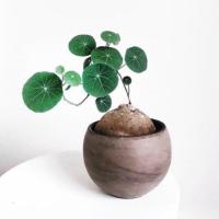 ราคา บัวบกโขด บัวบกป่า stephania erectra (5134321342)