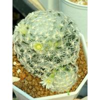 ราคา ราคทถูกแคคตัส แมม เมียวโจ แมมขนนกเปียก ไซส์ใหญ่ไม้หายากMammillaria schiedeana var. plumosa กระถาง3นิ้ว (25352887559)